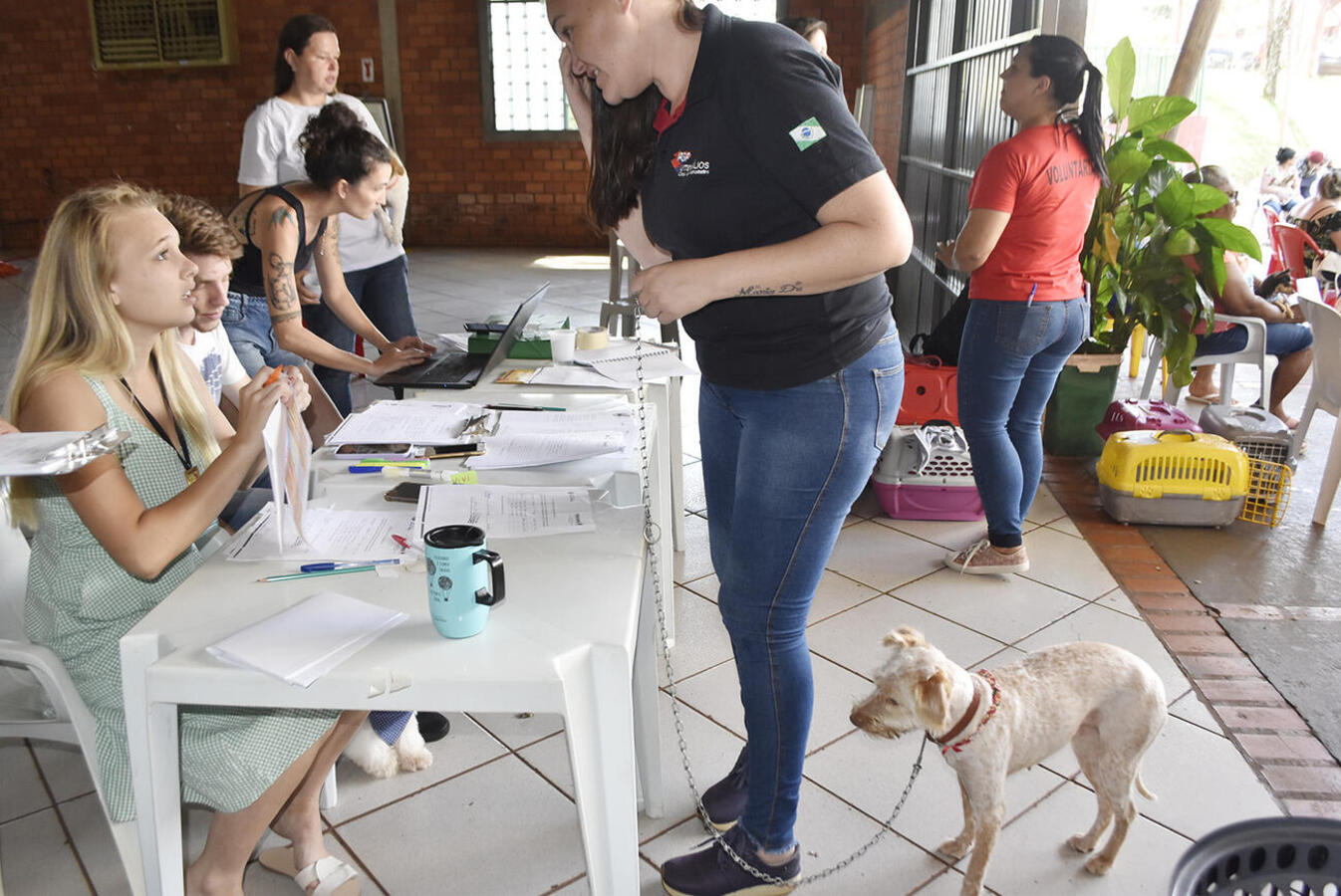 Mutirão do CastraPet atende em um dia o que a Proteção Animal tem a capacidade para atender em um mês na clínica conveniada do município
