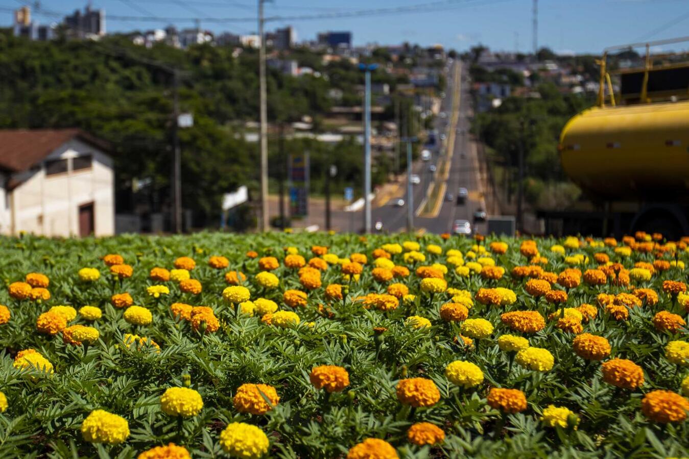 Foram 80 mil mudas plantadas, um investimento de quase R$70 mil. Além do centro, bairros também foram contemplados com o plantio de flores.