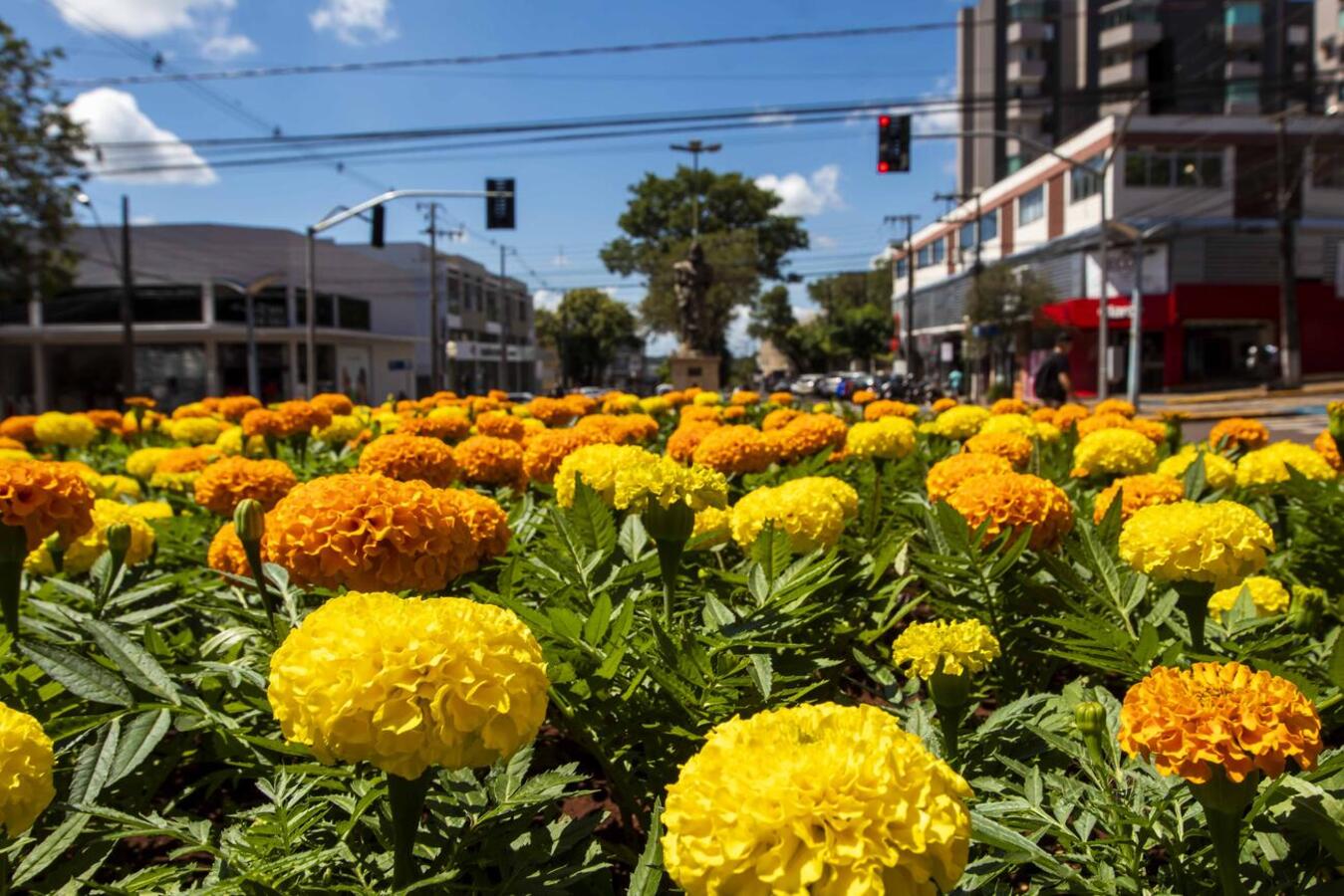 Foram 80 mil mudas plantadas, um investimento de quase R$70 mil. Além do centro, bairros também foram contemplados com o plantio de flores.