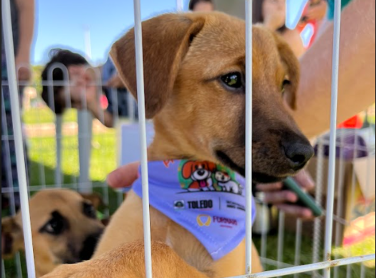 Houve grande movimentação de pessoas, pets e atividades no Parque Ecológico Diva Paim Barth durante a realização do evento