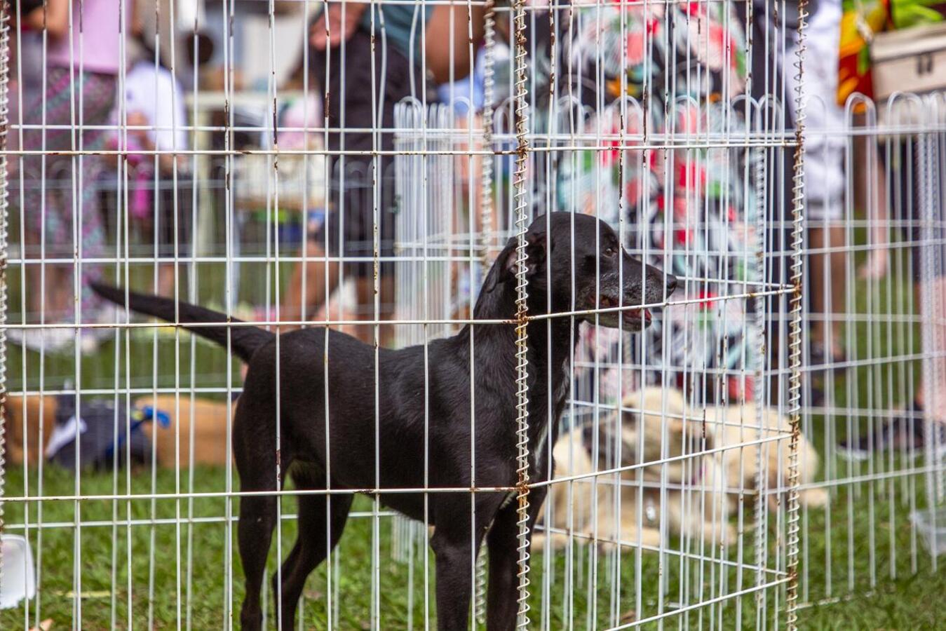 Evento realizado no último domingo (3) na Praça da Cultura teve shows com sete bandas de rock, adoção de 15 animais e doação de 460 quilos de ração
