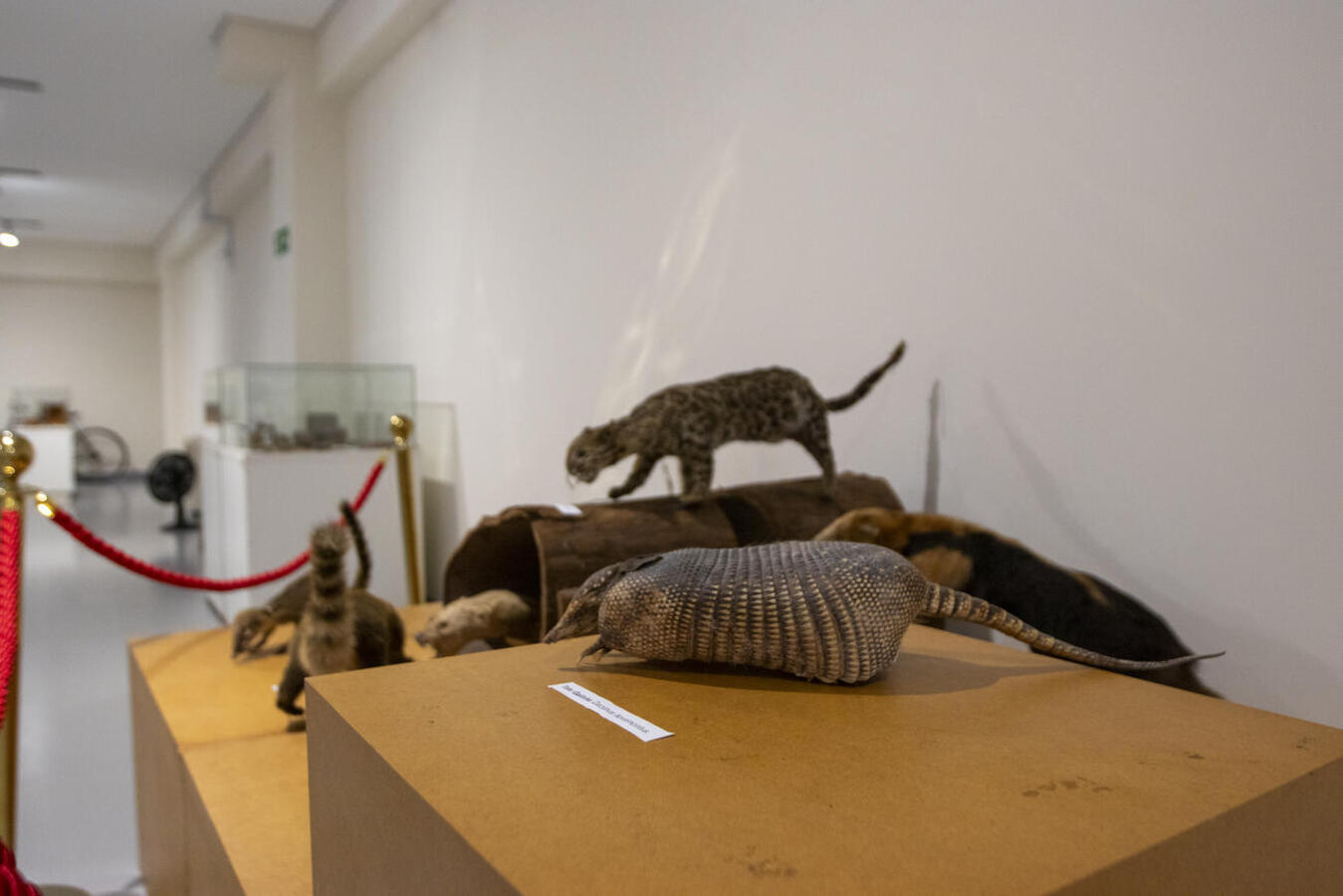 Com duas exposições em andamento, espaço estará aberto das 13h30 às 17h30 e é uma ótima opção para as famílias de Toledo e região aproveitarem o fim de semana