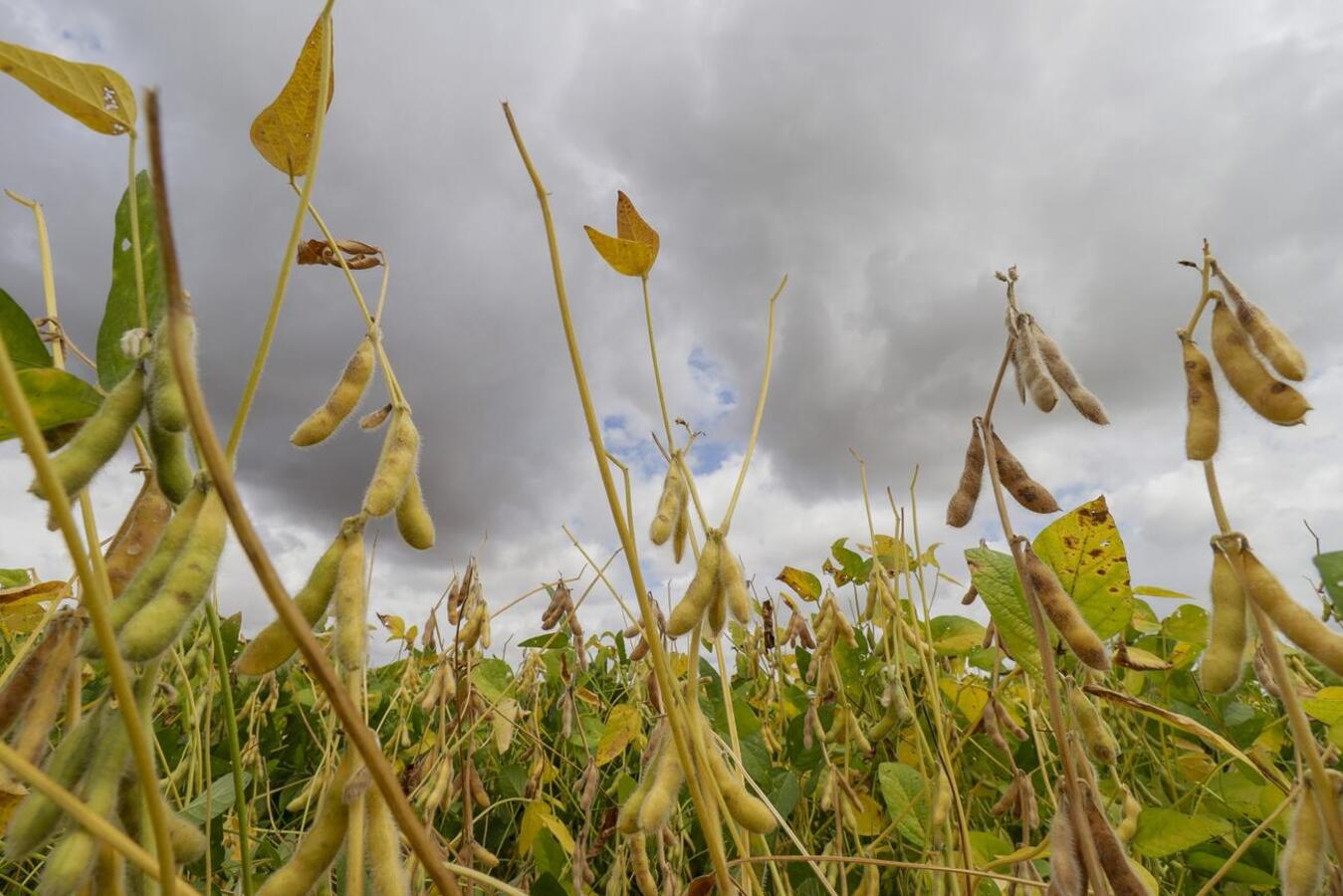 Dados divulgados nesta quarta (19) pela Seab apontam que Valor Bruto da Produção Agropecuária (VBP) do município em 2023 foi de R$ 4.592.013.664,21