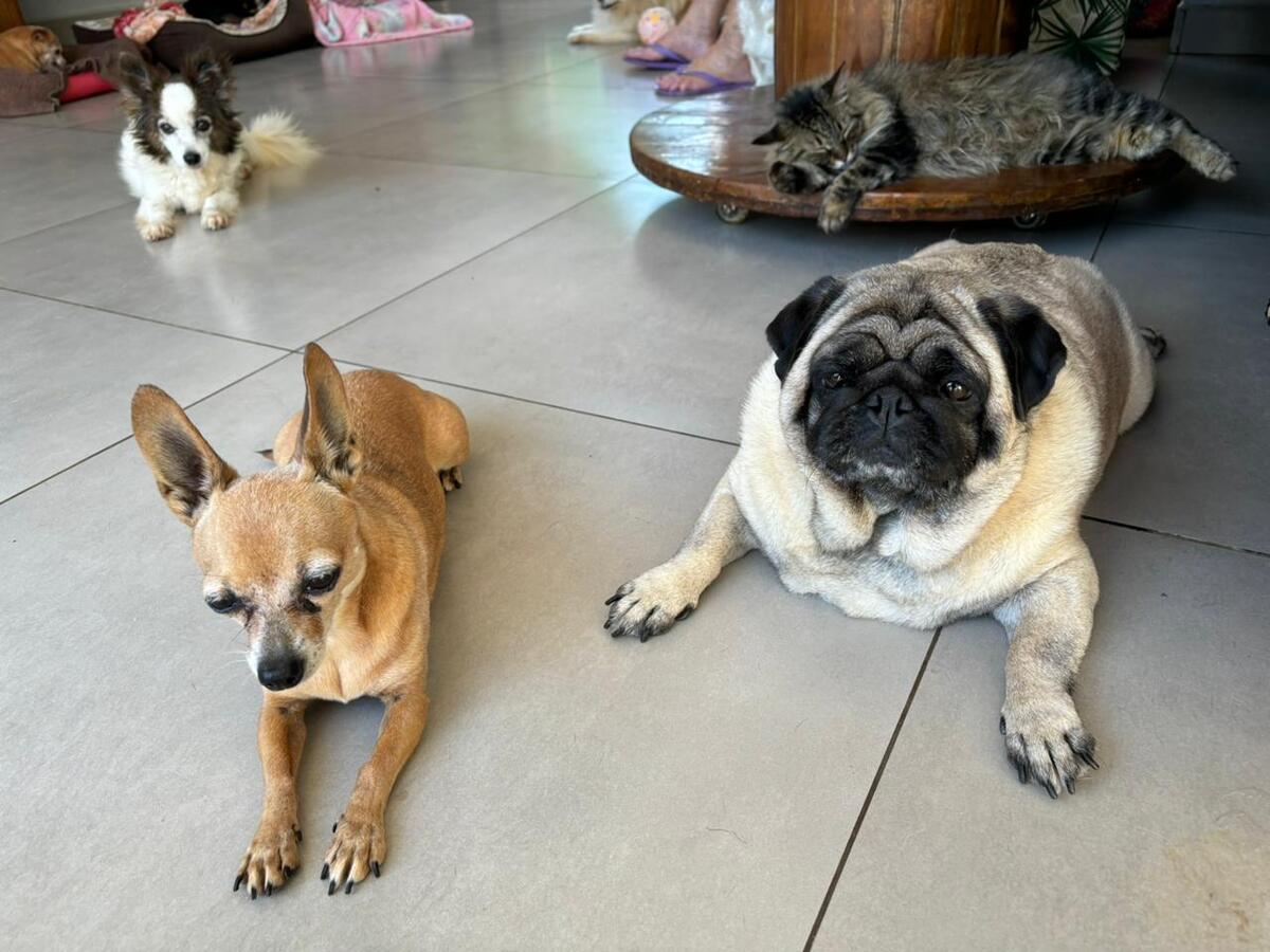 Ação visa atualizar o número de animais para adoção em Toledo e adequar o Banco de Ração