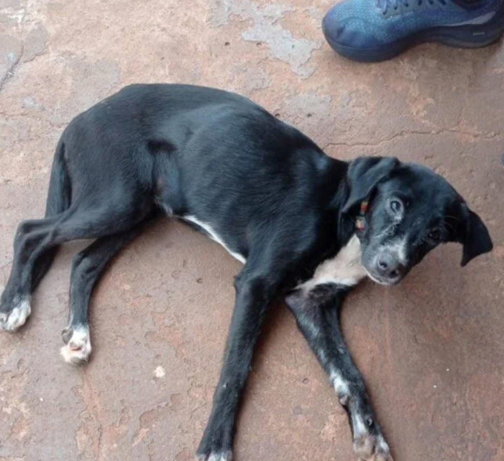 Caso foi relatado à Polícia Civil após denúncia feita por uma protetora. Animal foi imediatamente retirado das condições em que se encontrava
