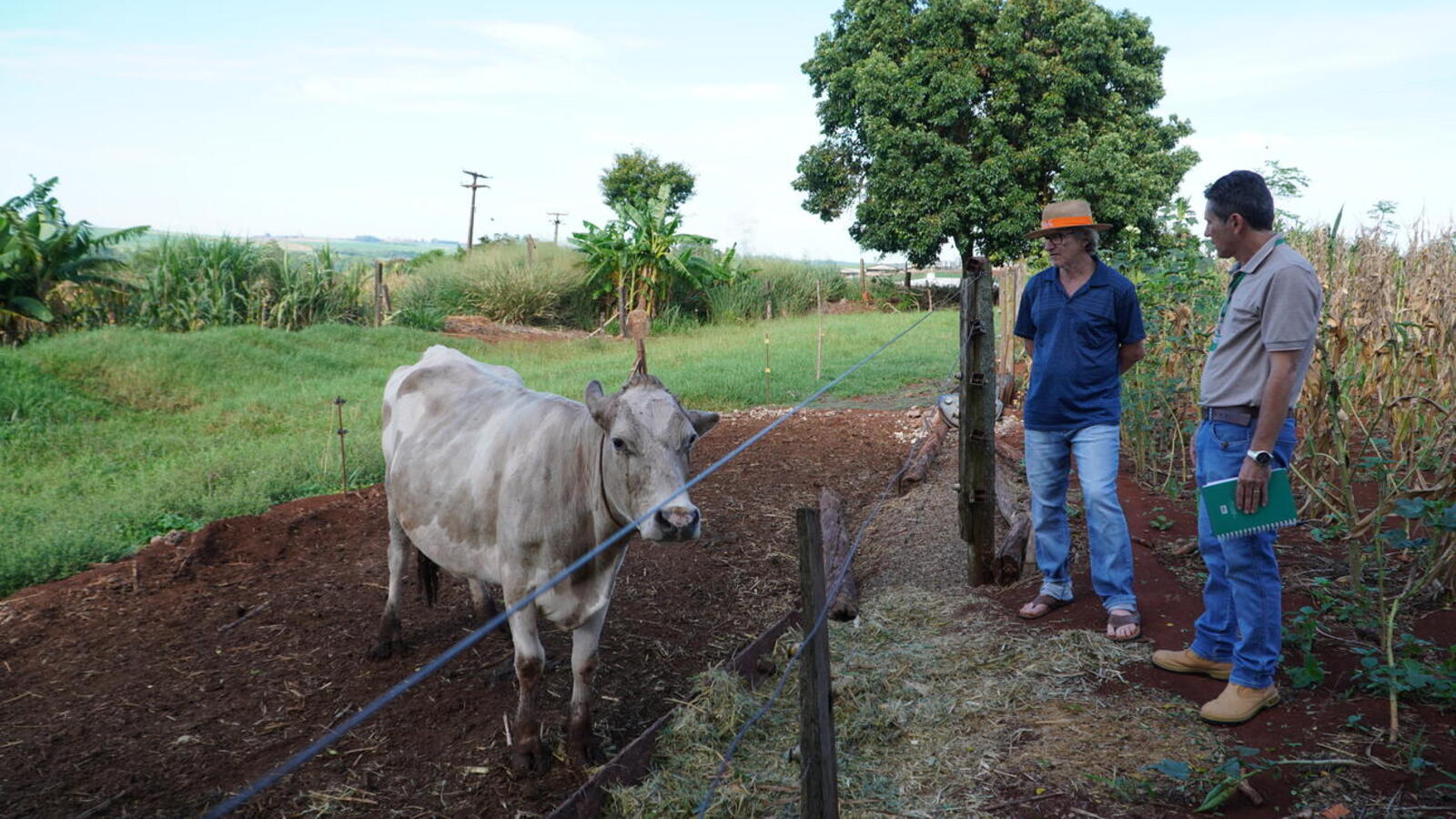 Para o produtor Laurindo Welter (65), fornecer para o município é sinônimo de segurança. “É pagamento certo”