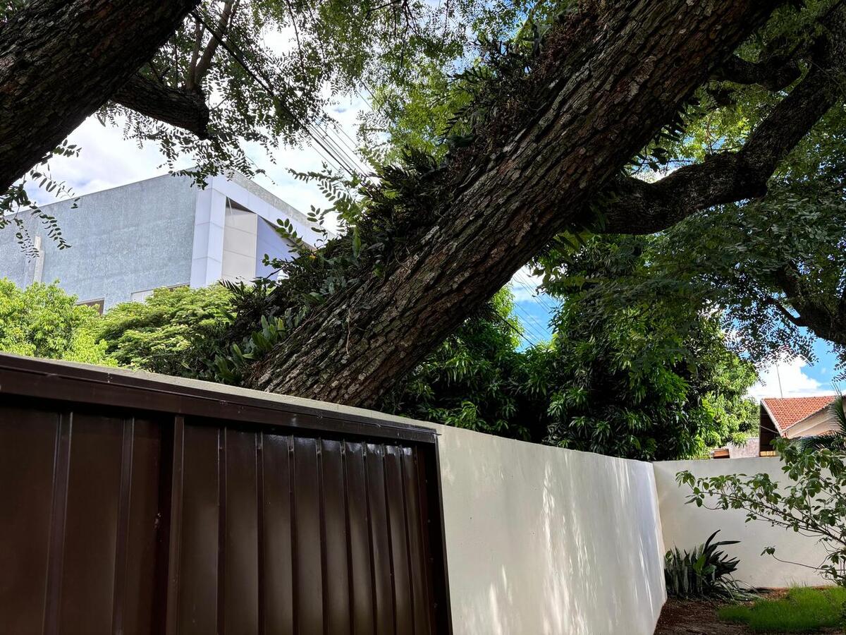 Vendaval foi a possível causa do comprometimento da árvore, que ficava próxima ao Cmei Dalva Nogueira
