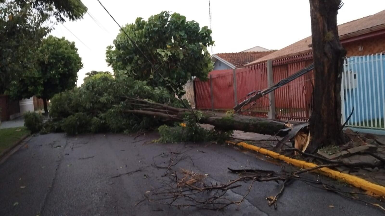 Chuva forte no final da tarde desta segunda-feira (10) derruba árvores e postes, deixando vários pontos sem energia e prejudicando o trânsito