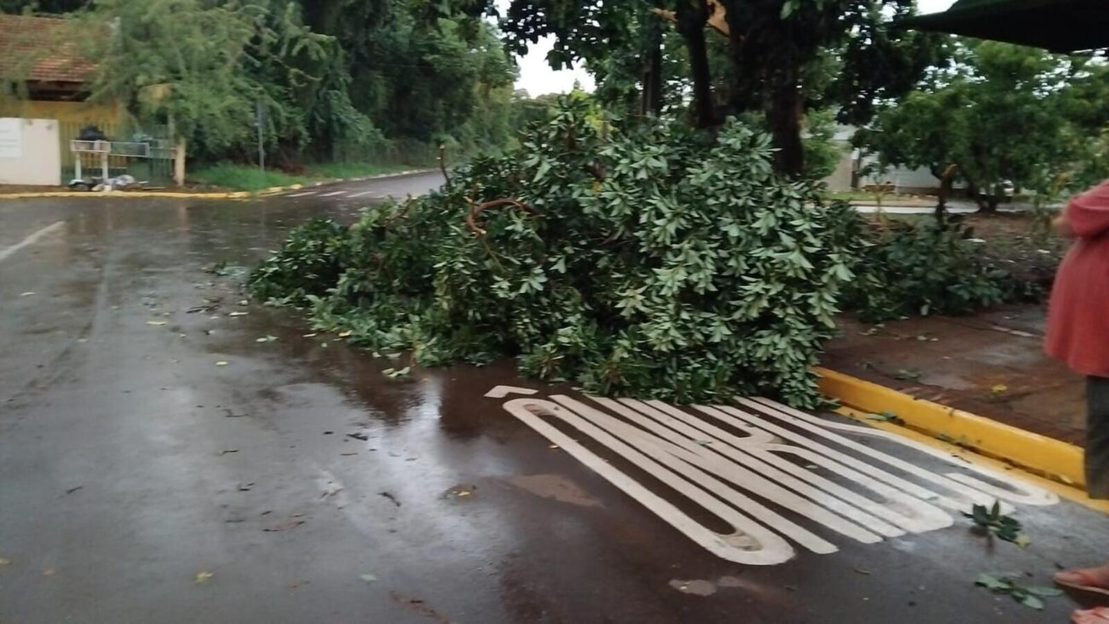 Chuva forte no final da tarde desta segunda-feira (10) derruba árvores e postes, deixando vários pontos sem energia e prejudicando o trânsito