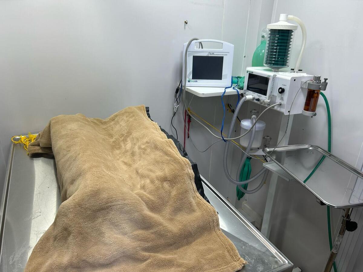 Foram oito animais atendidos nesta quinta-feira (13), e mais oito agendados para sexta-feira (14)