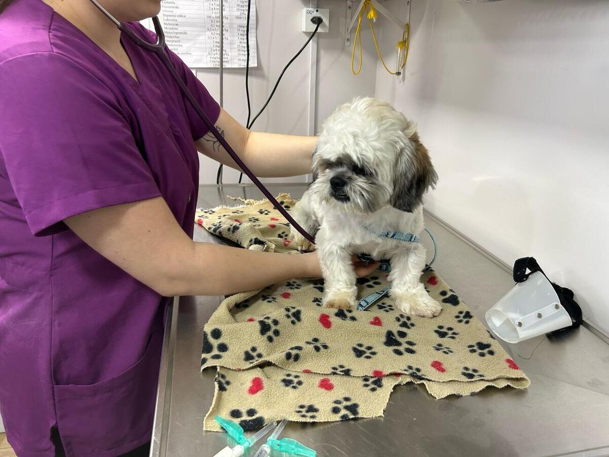 Foram oito animais atendidos nesta quinta-feira (13), e mais oito agendados para sexta-feira (14)