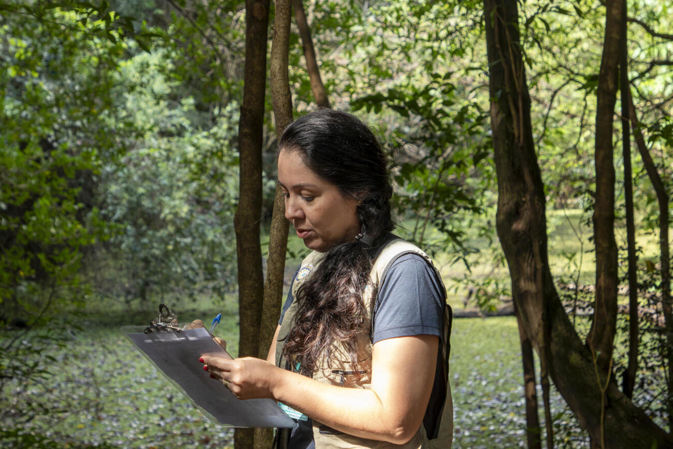 Após ação em parceria com o Instituto Água e Terra (IAT), serão removidas as espécies para recuperação da flora nativa