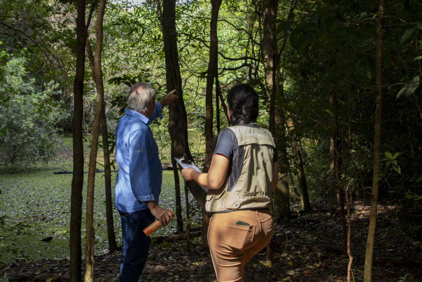 Após ação em parceria com o Instituto Água e Terra (IAT), serão removidas as espécies para recuperação da flora nativa