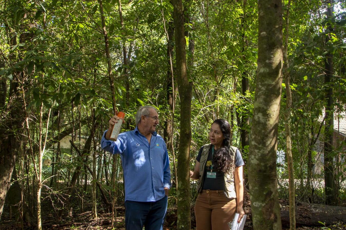 Após ação em parceria com o Instituto Água e Terra (IAT), serão removidas as espécies para recuperação da flora nativa