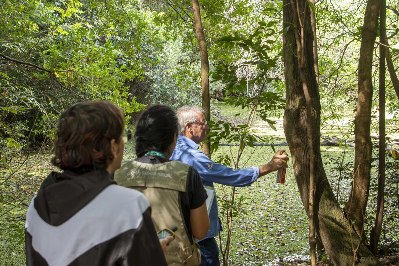 Após ação em parceria com o Instituto Água e Terra (IAT), serão removidas as espécies para recuperação da flora nativa
