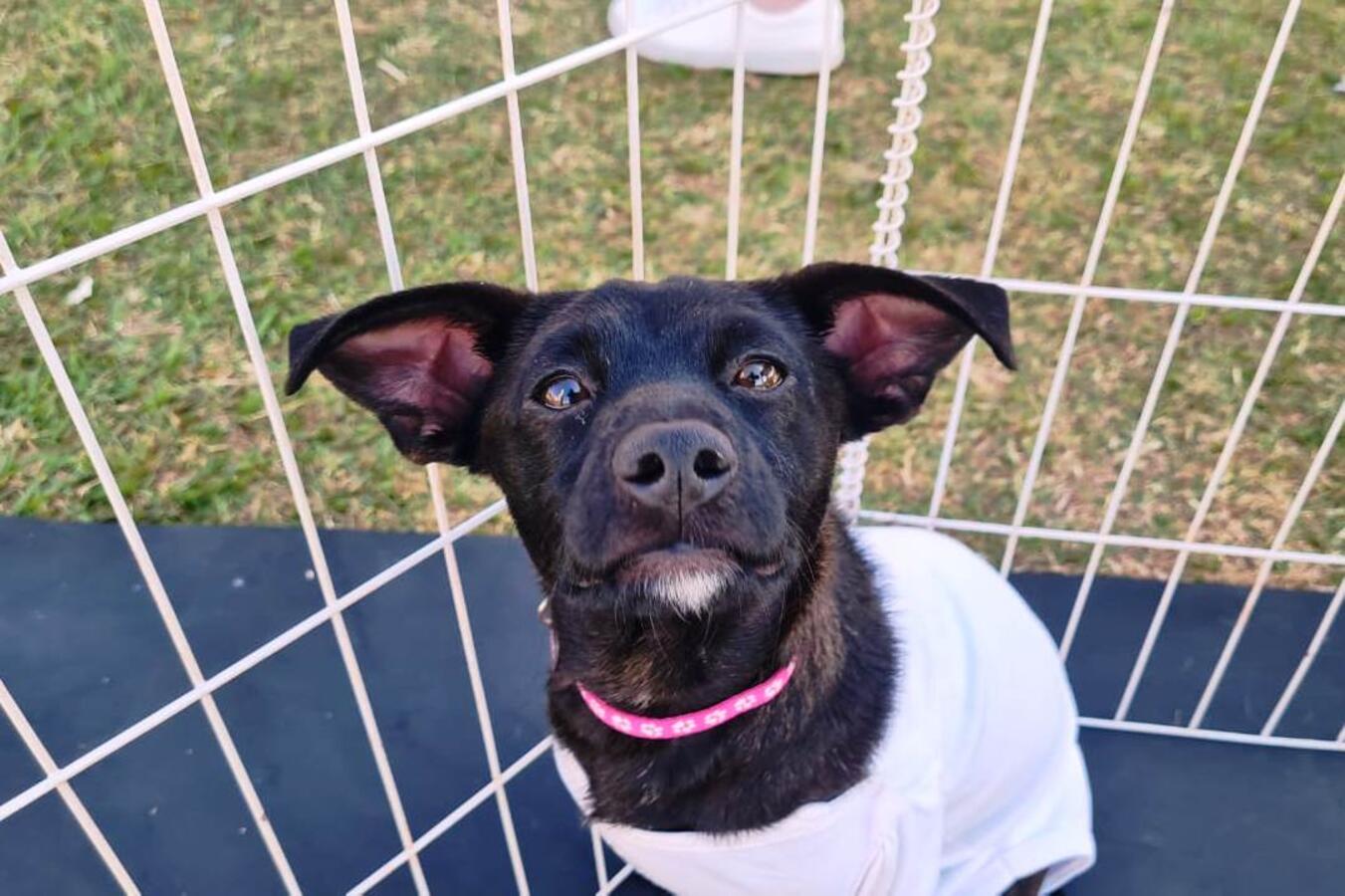Neste domingo (4) será realizado um evento voltado a adoção responsável de animais resgatados ou abandonados
