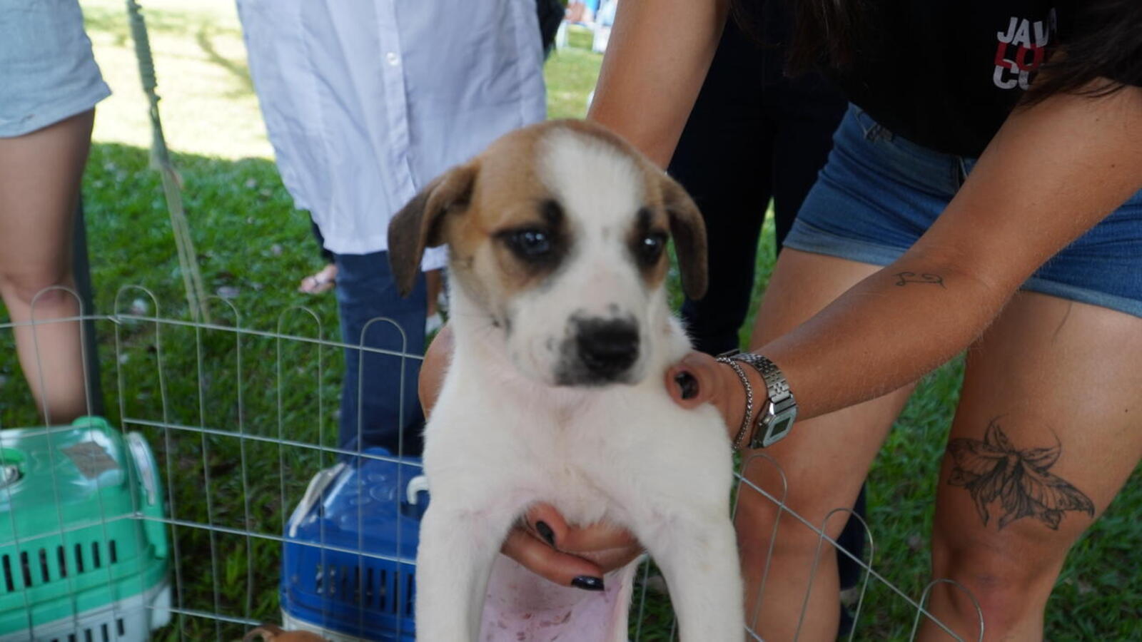 Ao todo, 50 animais foram colocados para adoção em evento no Parque Ecológico Diva Paim Barth, promovido pela Secretaria do Meio Ambiente