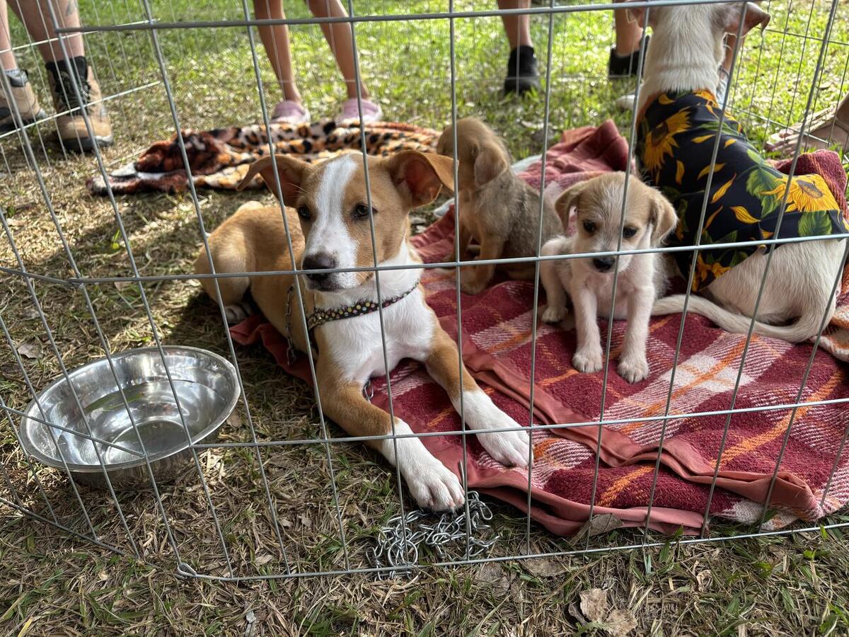 Ao todo, 50 animais foram colocados para adoção em evento no Parque Ecológico Diva Paim Barth, promovido pela Secretaria do Meio Ambiente