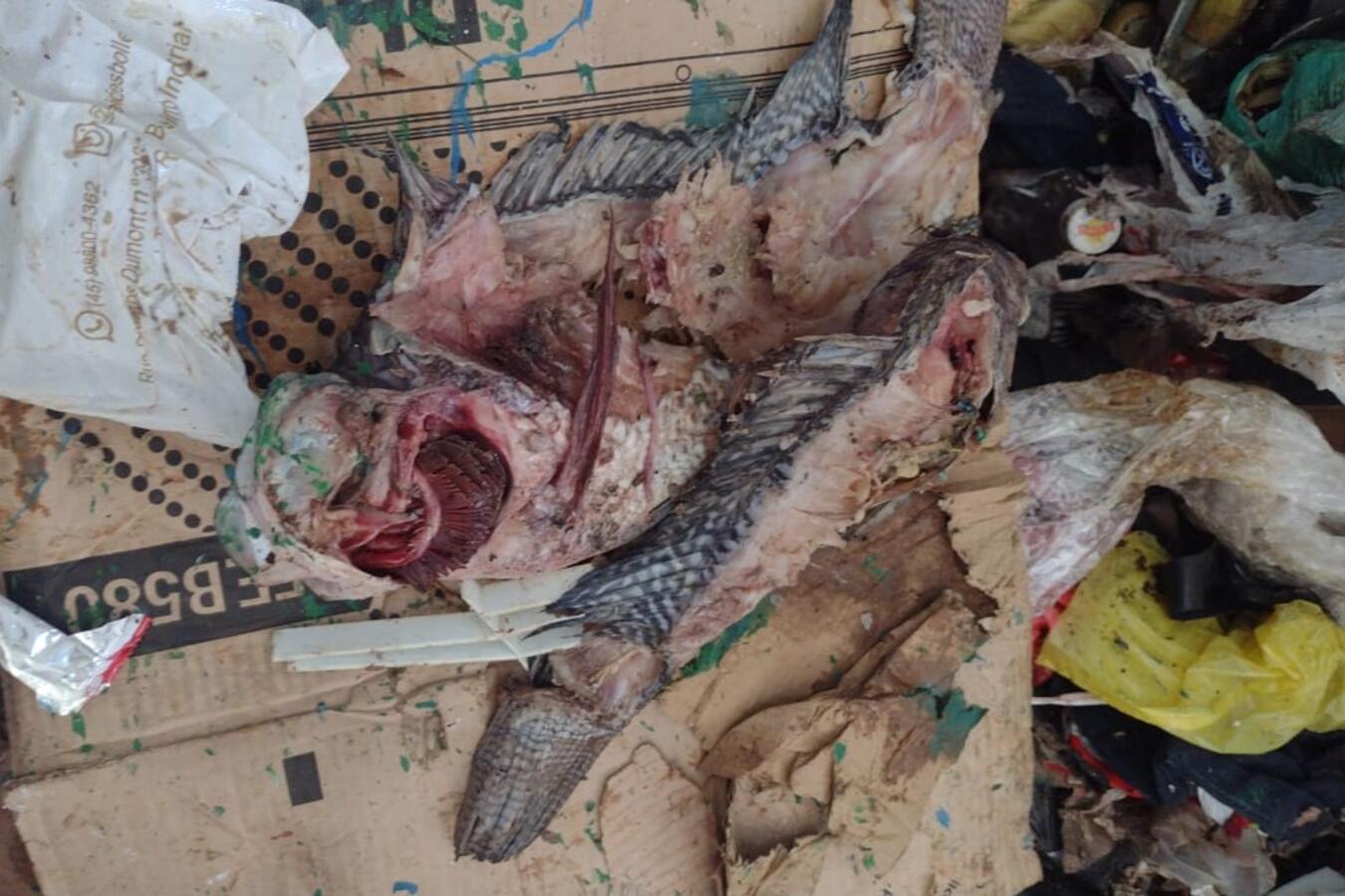 Contaminação de recicláveis tem inviabilizado o trabalho dos catadores e provocado desperdício de materiais reaproveitáveis