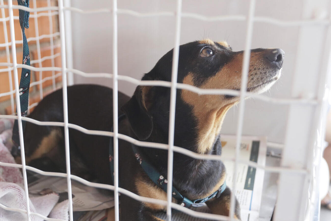 Recursos destinam-se à compra de antipulgas, vermífugos e anti-inflamatórios para atendimento de animais resgatados, vítimas de maus-tratos e em situação de rua