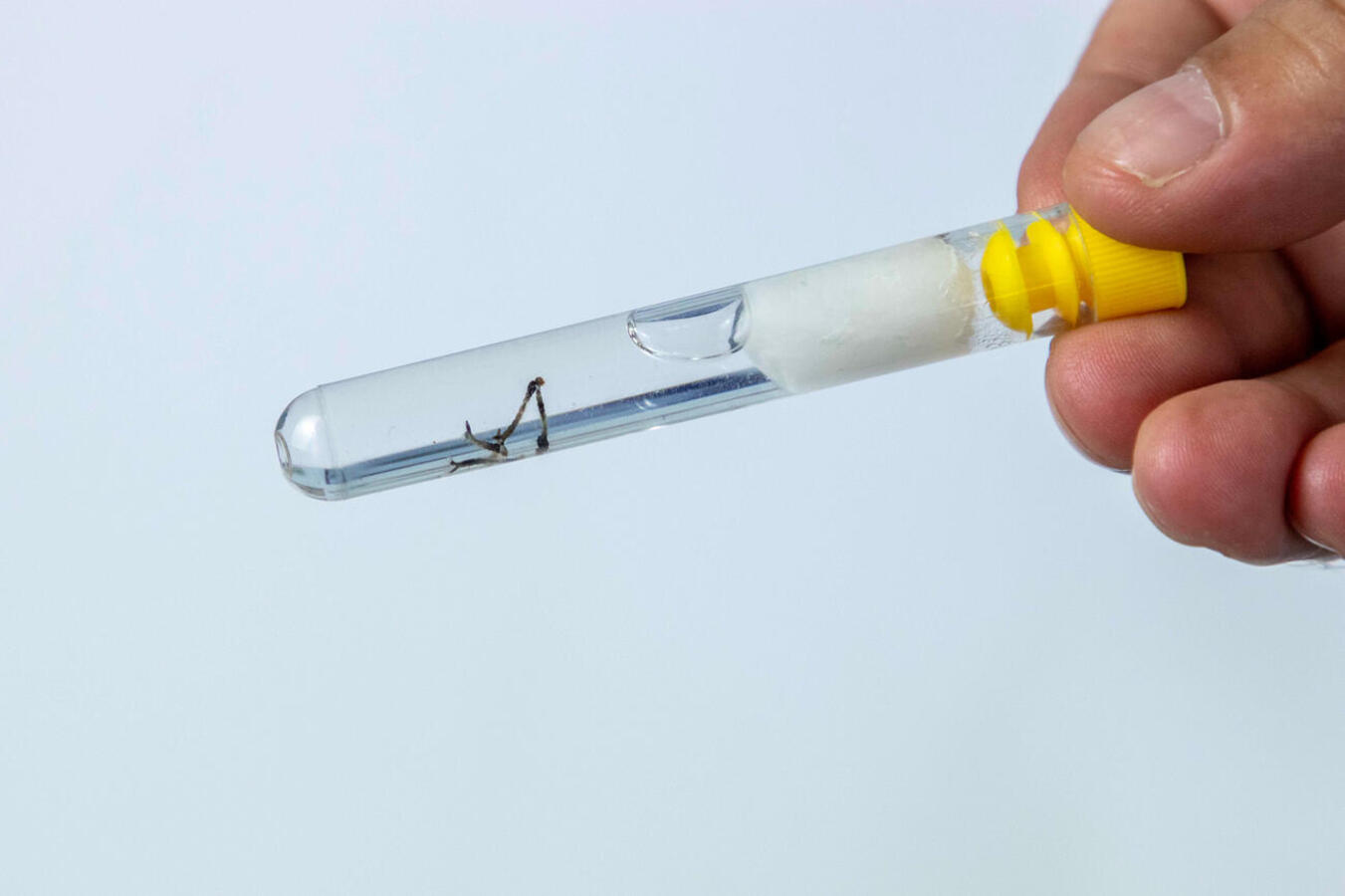 Setor de Endemias da Secretaria de Saúde de Toledo realiza ações de orientação sobre prevenção à dengue