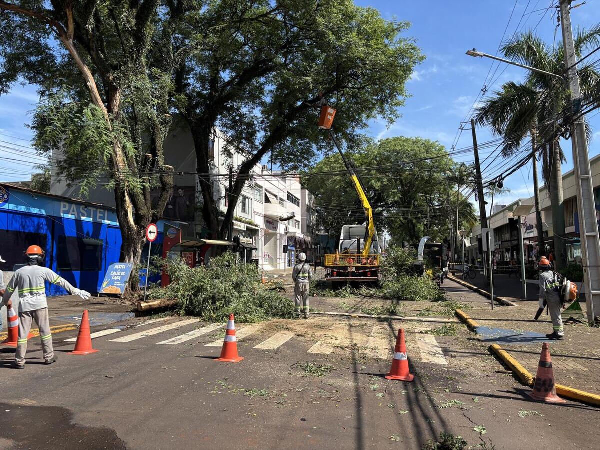 Trabalho ocorreu na manhã de terça (2), após isolamento da área, em trabalho conjunto da Defesa Civil, da Guarda Municipal e das secretarias de Infraestrutura Rural e Urbana e do Meio Ambiente