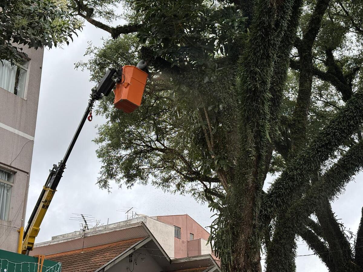Objetivo é garantir a segurança. Replantio será feito com espécies mais adaptadas às necessidades da área central da cidade