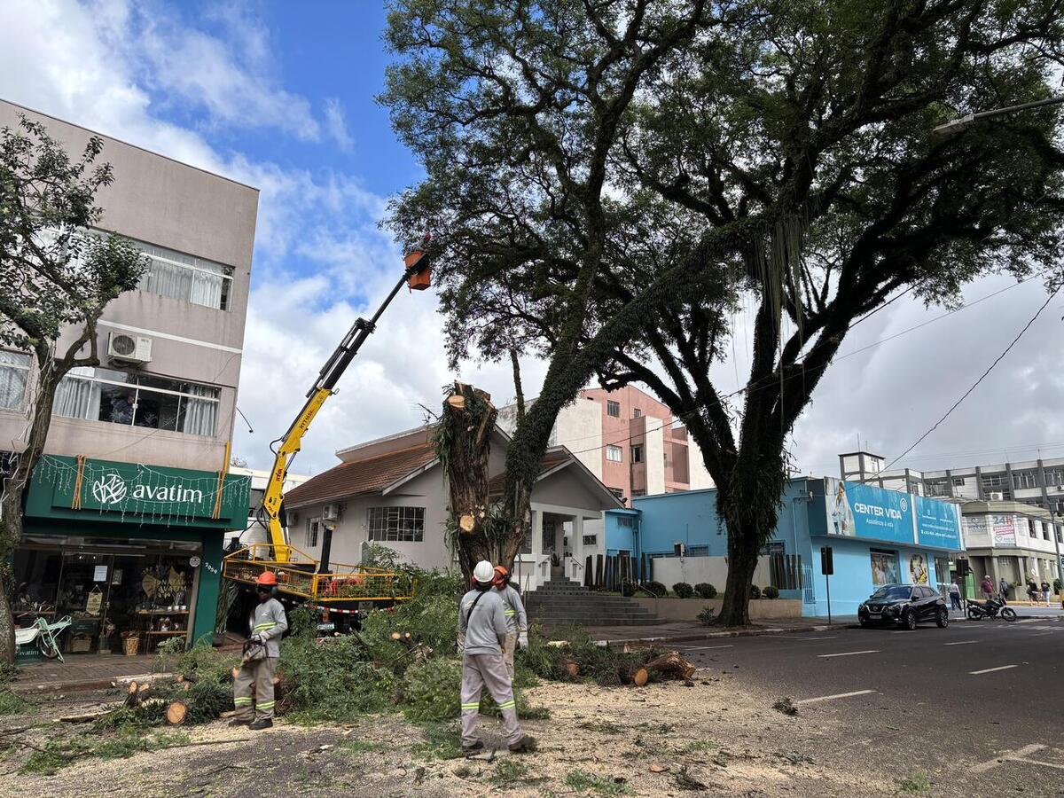 Objetivo é garantir a segurança. Replantio será feito com espécies mais adaptadas às necessidades da área central da cidade