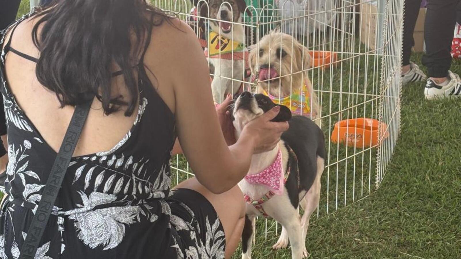 Com números expressivos, o Too Audotando, realizado neste final de semana, movimentou o Parque Ecológico Diva Paim Barth com 40 adoções e 250 vacinações 