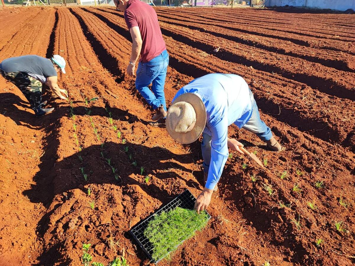 A entrega do projeto “Horta Agrocidadão” está marcada para o dia 26 de junho, iniciativa que promove a produção de alimentos saudáveis e a educação ambiental no município