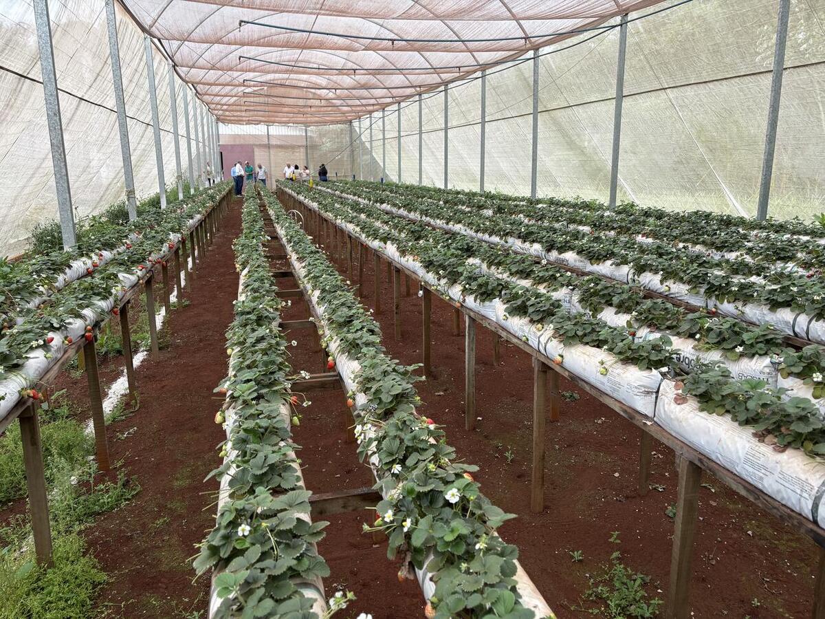 Programação foi encerrada nesta terça-feira (4) com café rural em propriedade que representa a sucessão familiar no campo
