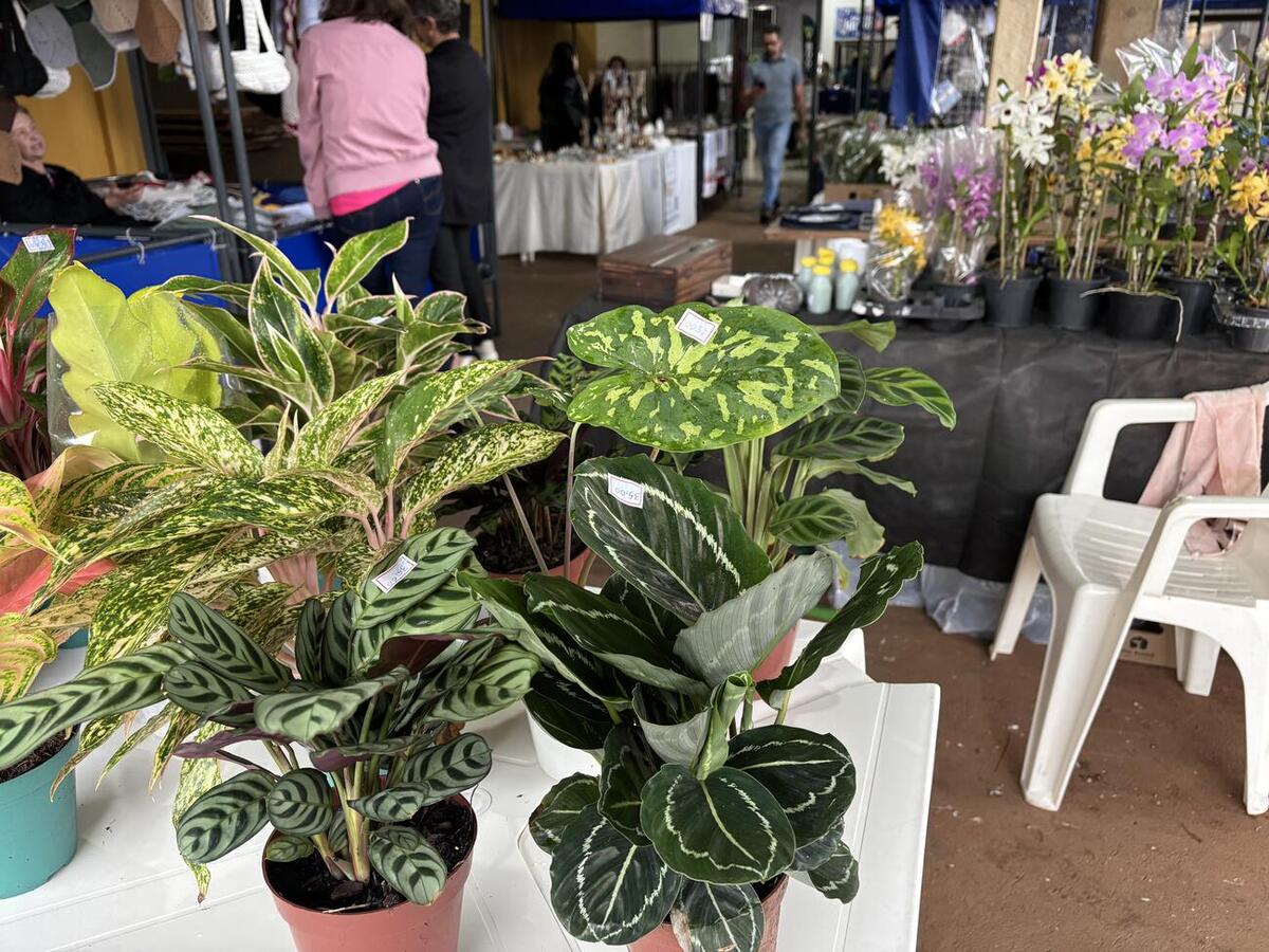 Evento promovido pela Secretaria da Mulher contou com atividades recreativas, apresentações culturais, feira de artesanato e arrecadação de alimentos