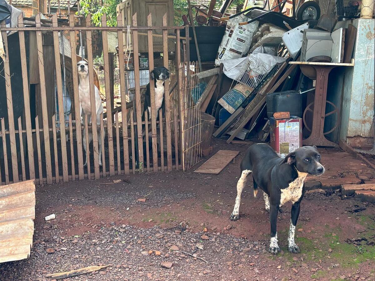 CRAS Itinerante realizou cadastro de famílias na área rural, enquanto técnicos da Proteção Animal verificaram as condições dos cães e entregaram ração