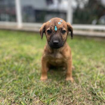 MACHO, 45 DIAS, VACINADO E VERMÍFUGADO