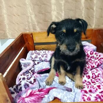 FÊMEA, 4 MESES, VACINADA E VERMÍFUGADA