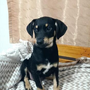 MACHO, 4 MESES VACINADO E VERMÍFUGADO