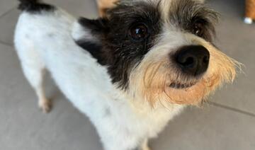 Ação visa atualizar o número de animais para adoção em Toledo e adequar o Banco de Ração