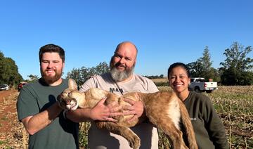 Proteção Animal de Toledo faz o resgate de uma onça parda, com o apoio do IAT de Toledo, Zoológico de Cascavel e UFPR de Palotina
