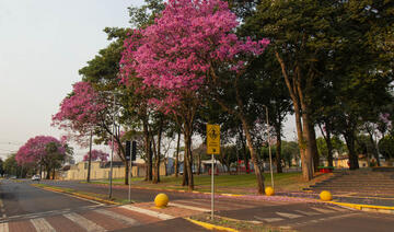 Buscando conhecimento sobre como a população enxerga a arborização da cidade, a Secretaria do Meio Ambiente está realizando uma pesquisa sobre o tema, na qual toda a comunidade pode responder