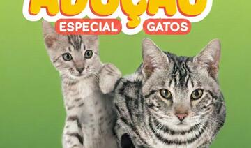 No dia 20, na Drogamais Miranda, a Coordenadoria de Defesa e Proteção Animal realizará uma feira de adoções especialmente para gatos